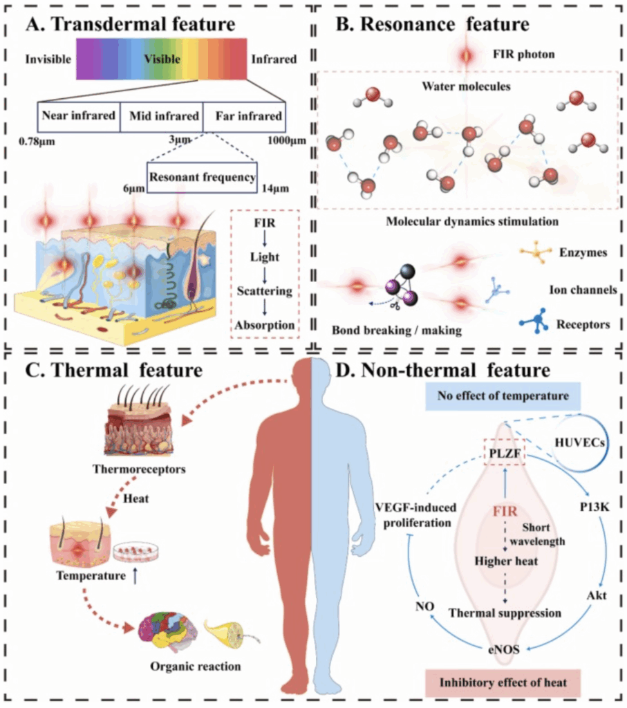FIR thermography on blood flow
